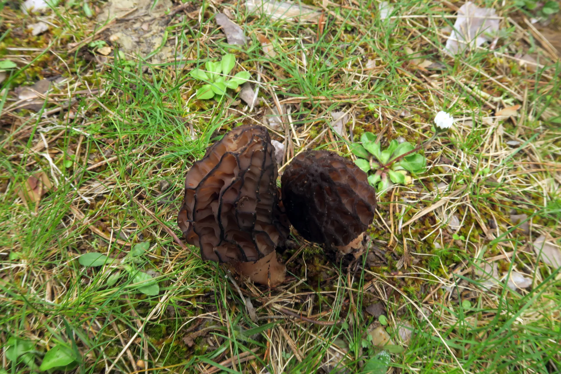 Morchella purpurascens - 1 - IMG_4110